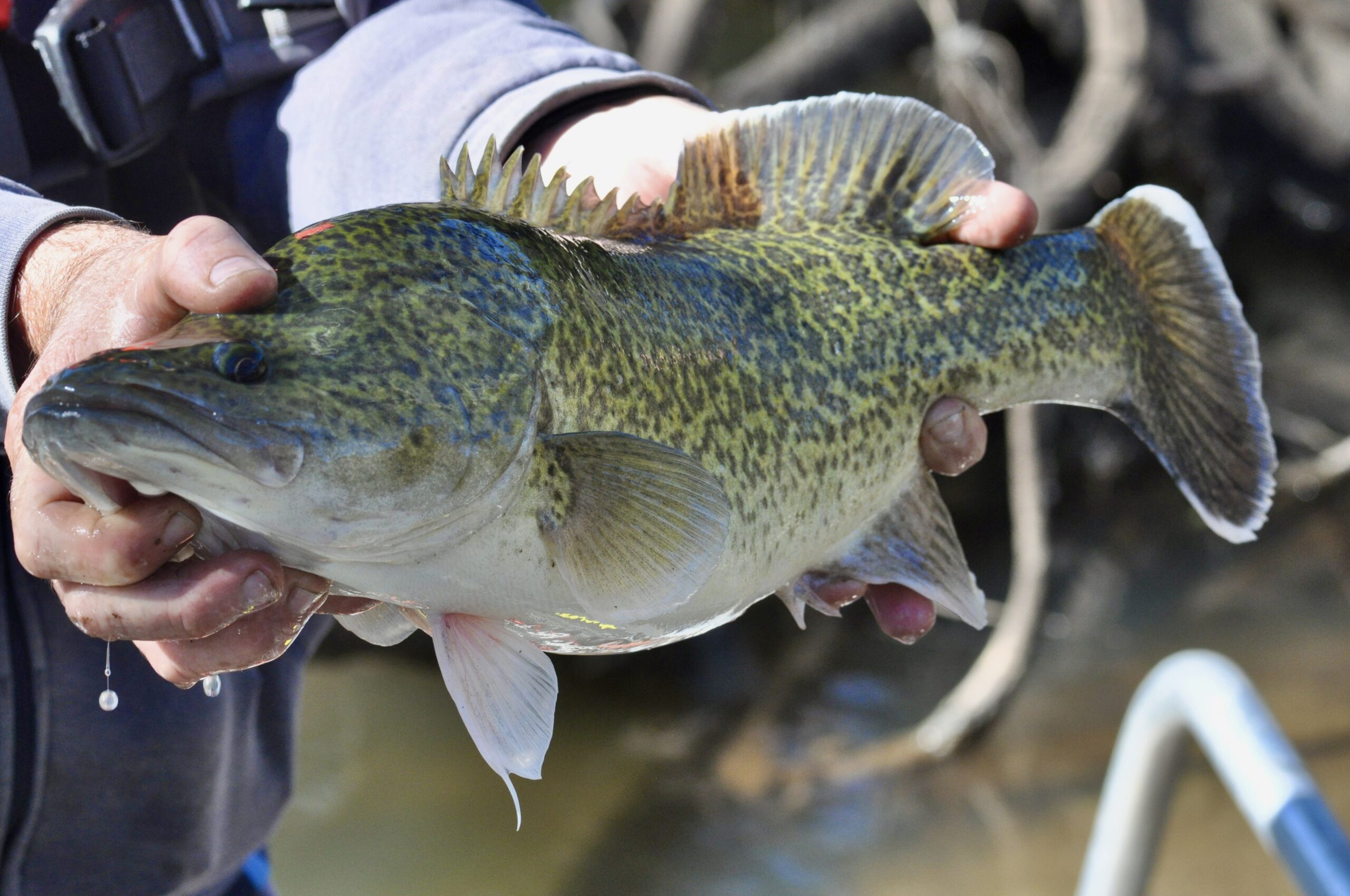 Bringing Murray Cod back to the Baaka – 2rog